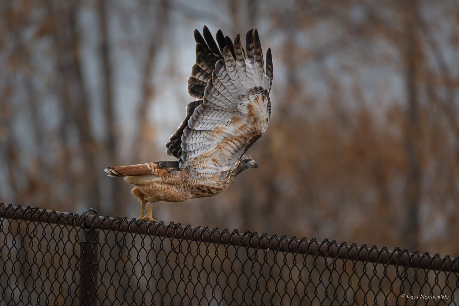 redtailed-hawk-landing-on-fence