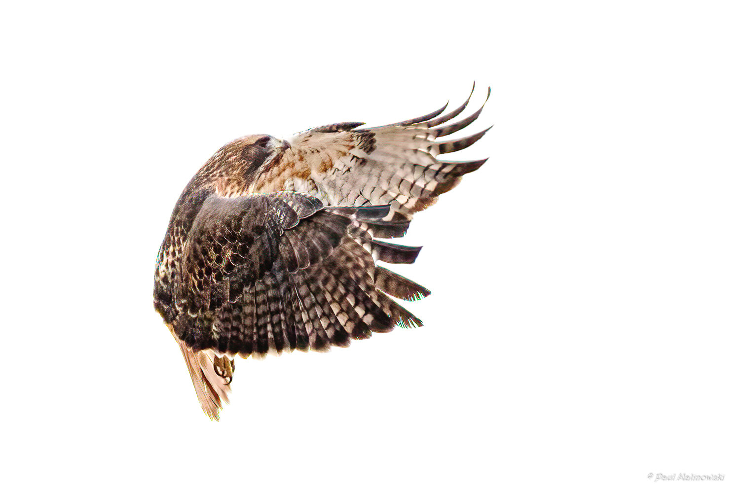 redtailed-hawk-in-flight-with-hugging-wings