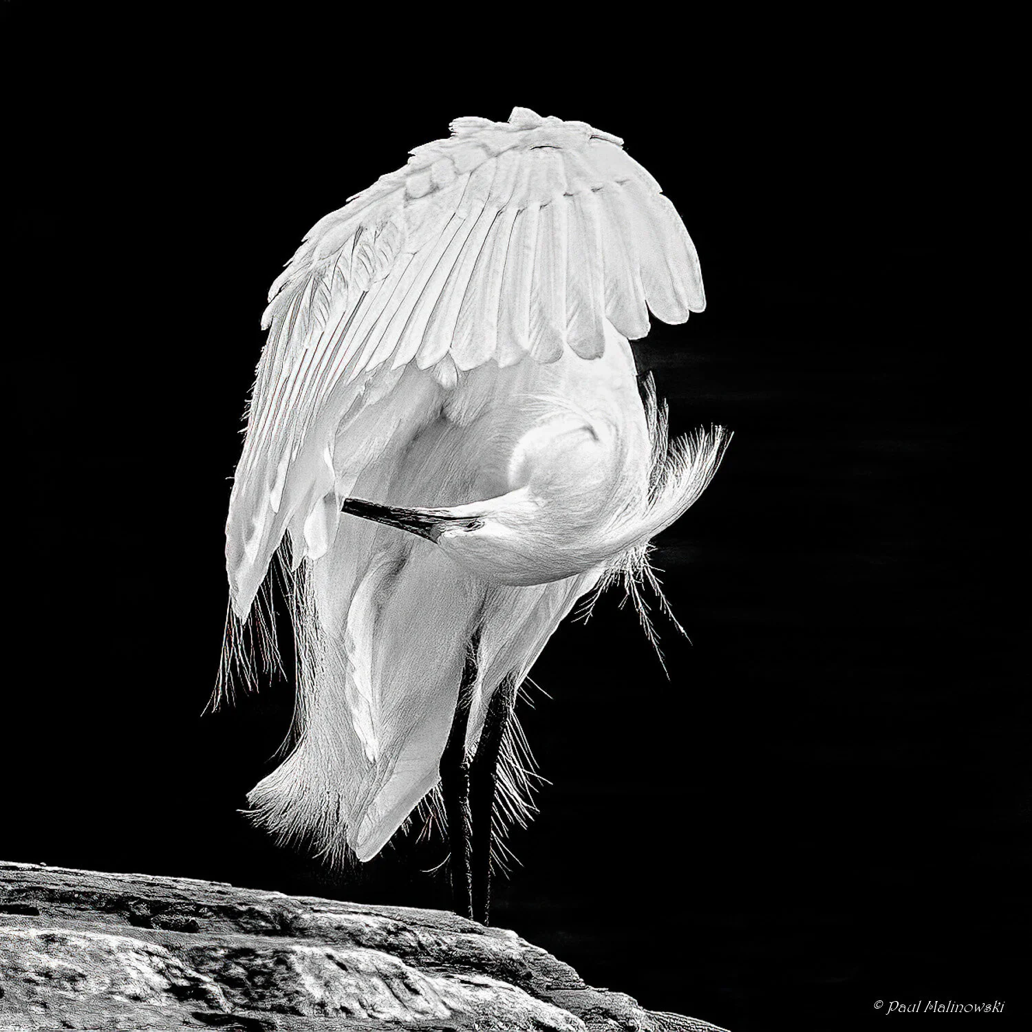 snowy-egret-in-black-and-white-taking-a-bow.jpg