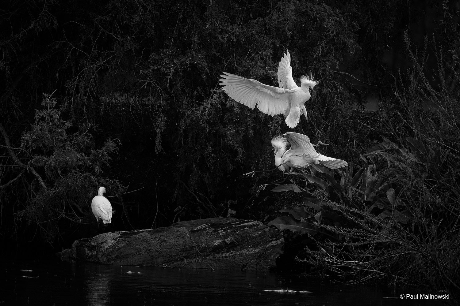 Egrets — Paul Malinowski Photography