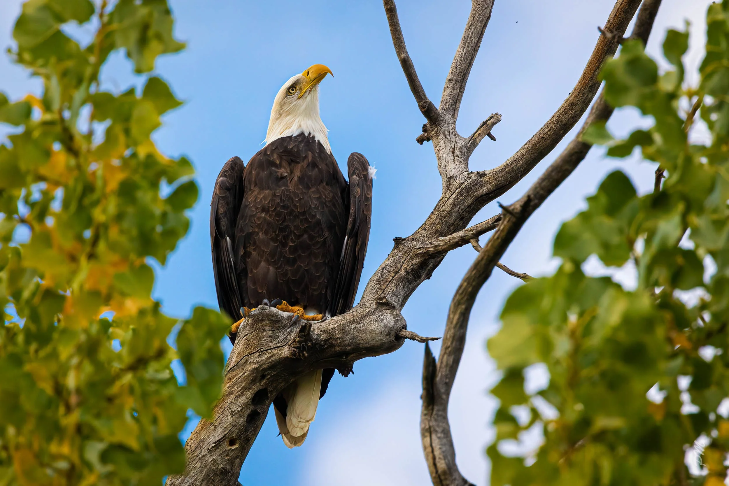 Eagle-120.jpg