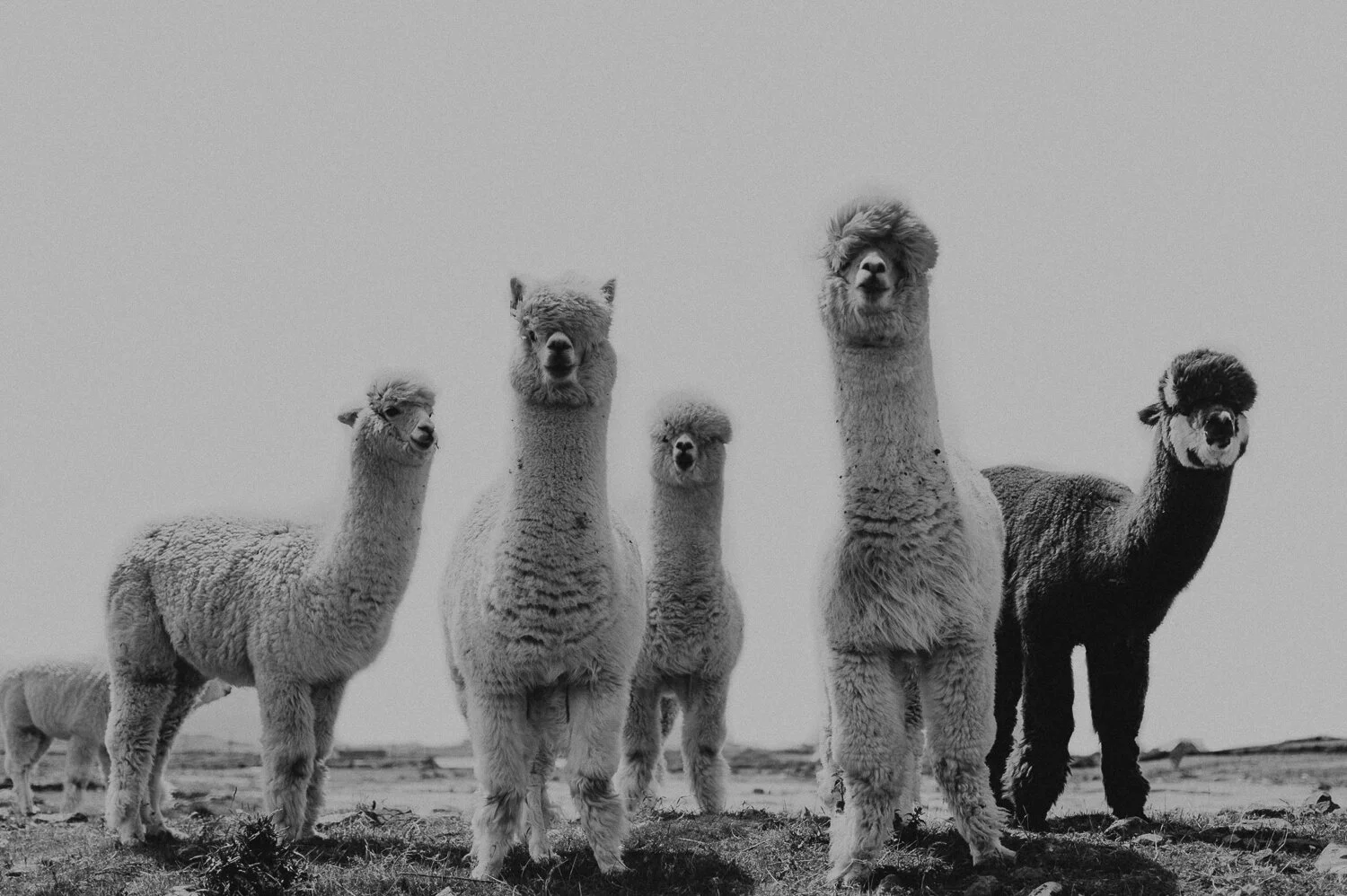 Alpaca Posse
