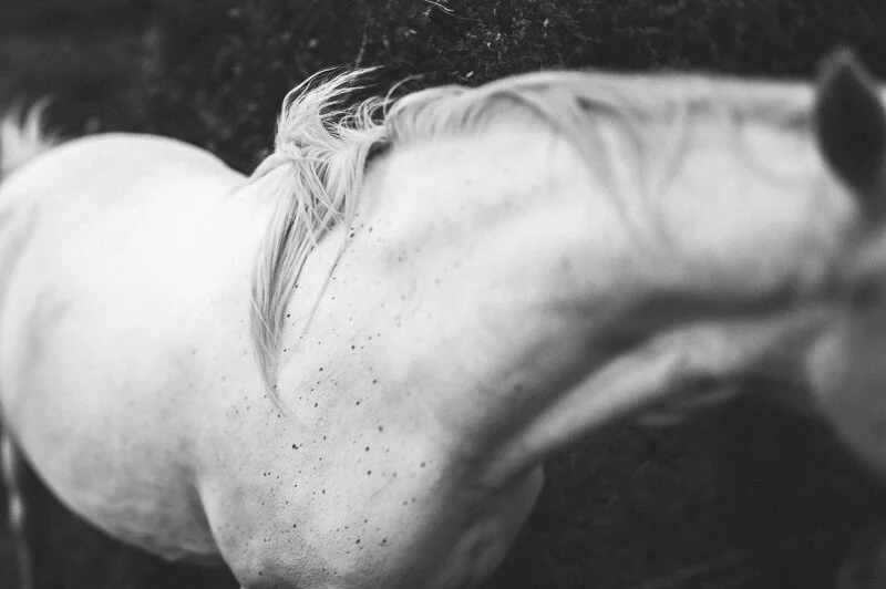 rock paper antler - 0031.jpg