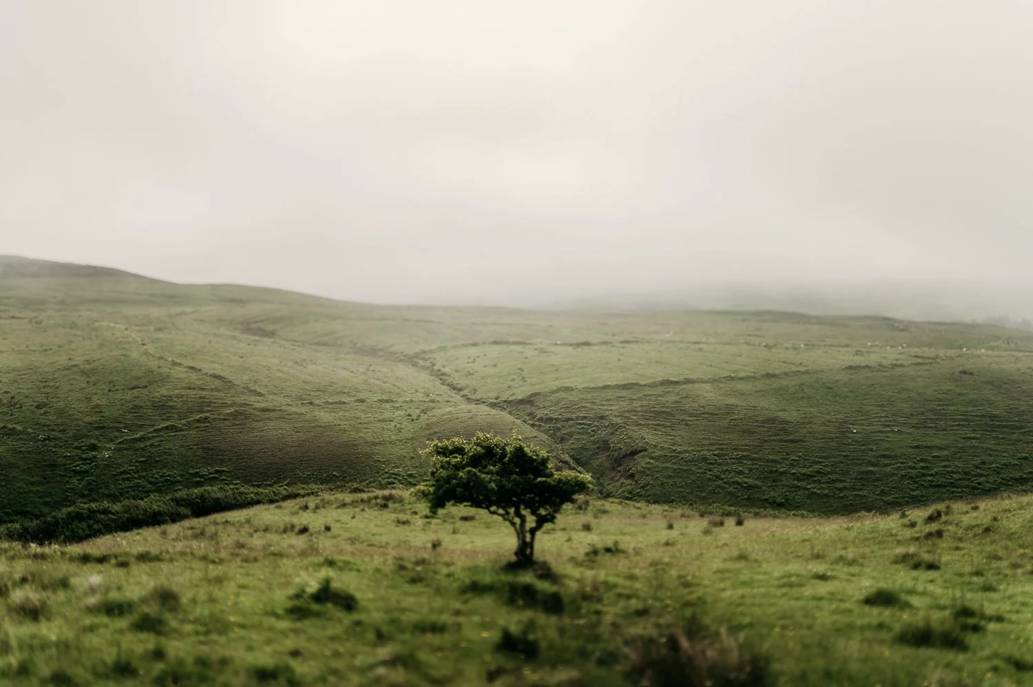 Fertile Ground
