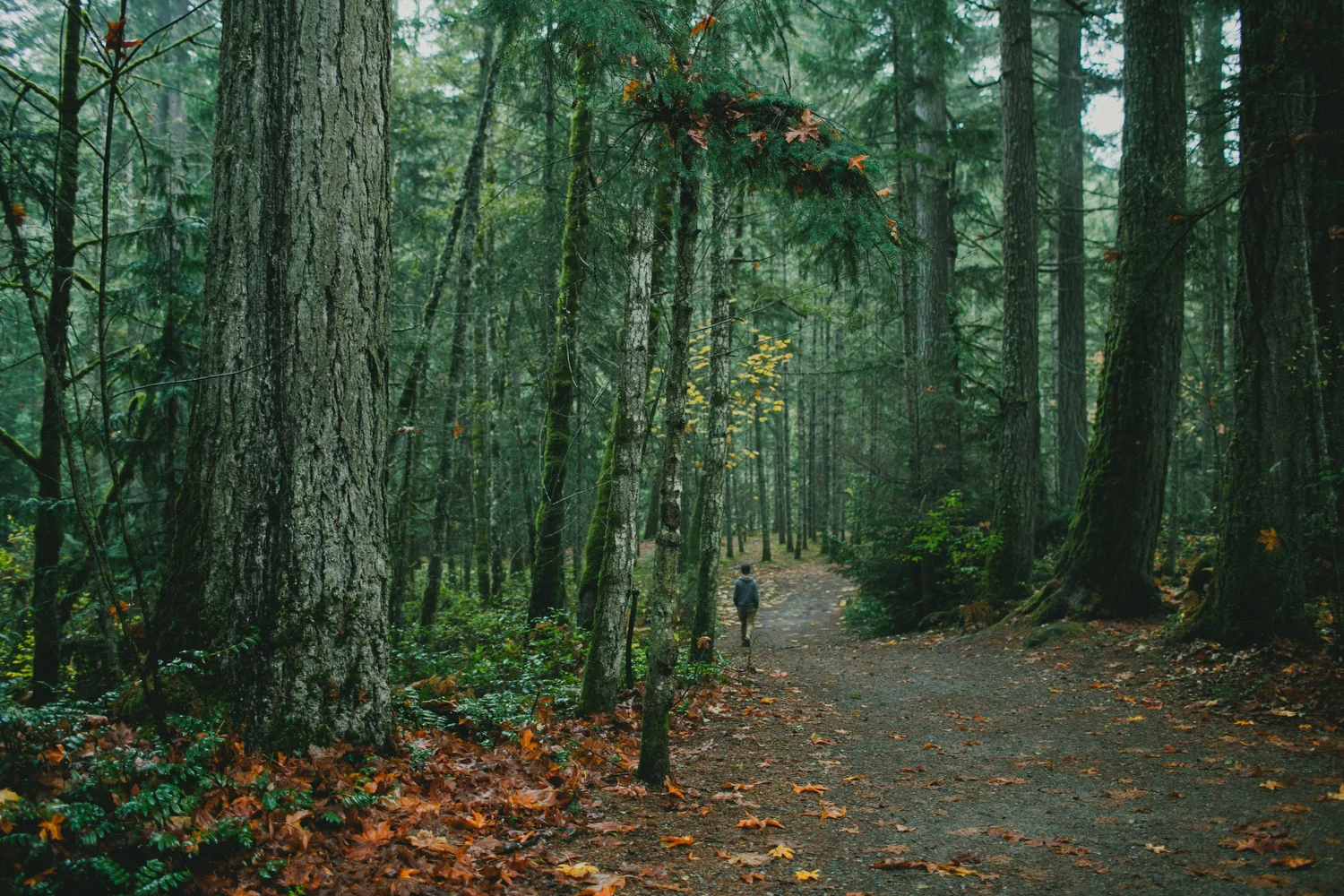 red-deer-photographer-vancouver-island.JPG