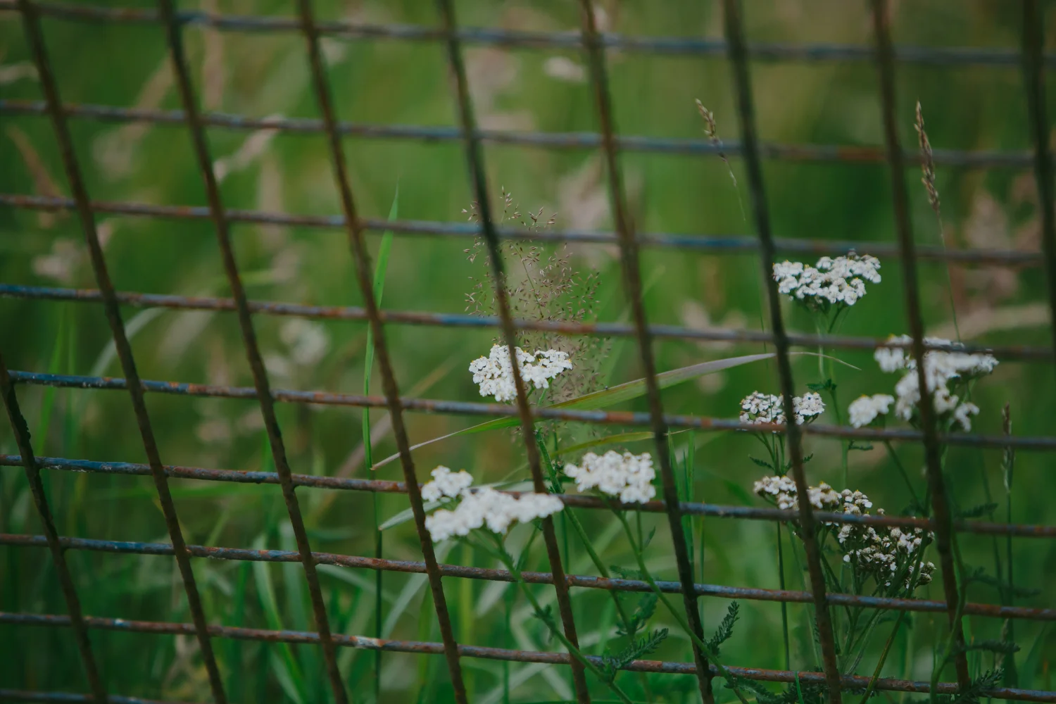 2015-07-30_56.JPG