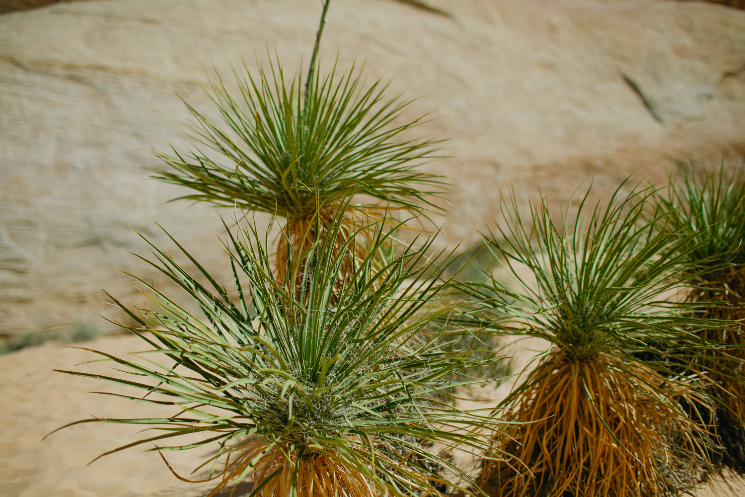 valley-of-fire-nevada-hiking-05.jpg