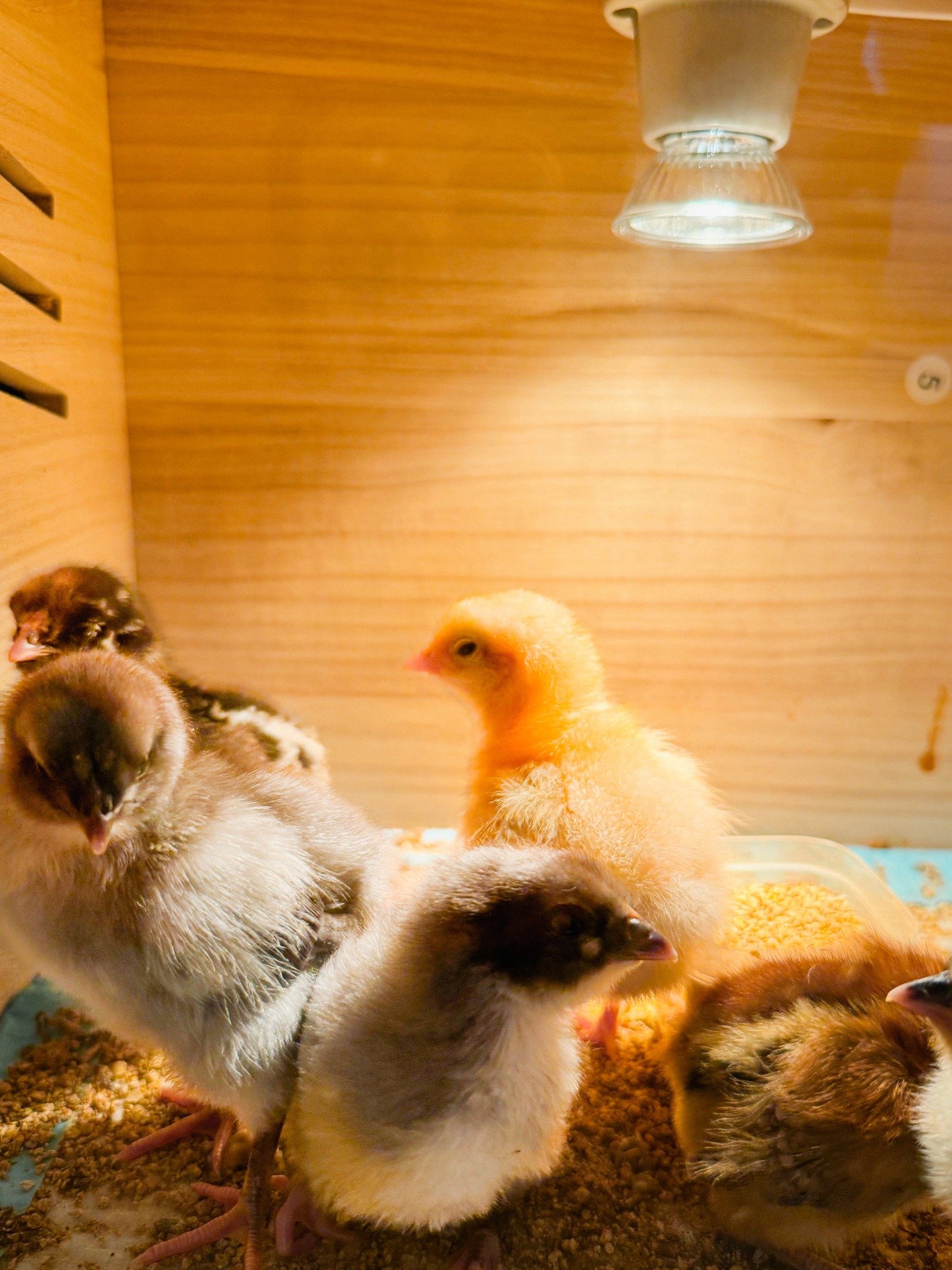 Spring Mini Photoshoot with Baby Chicks and Baby Goats - Lagrangeville NY