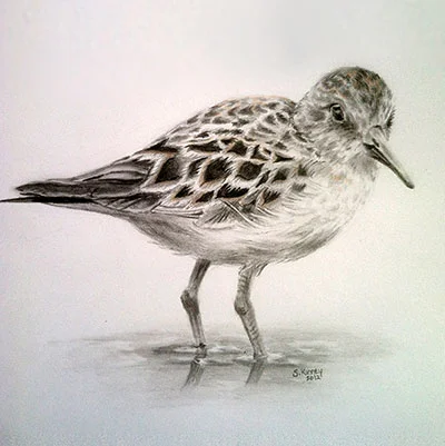 sandpiper.jpg