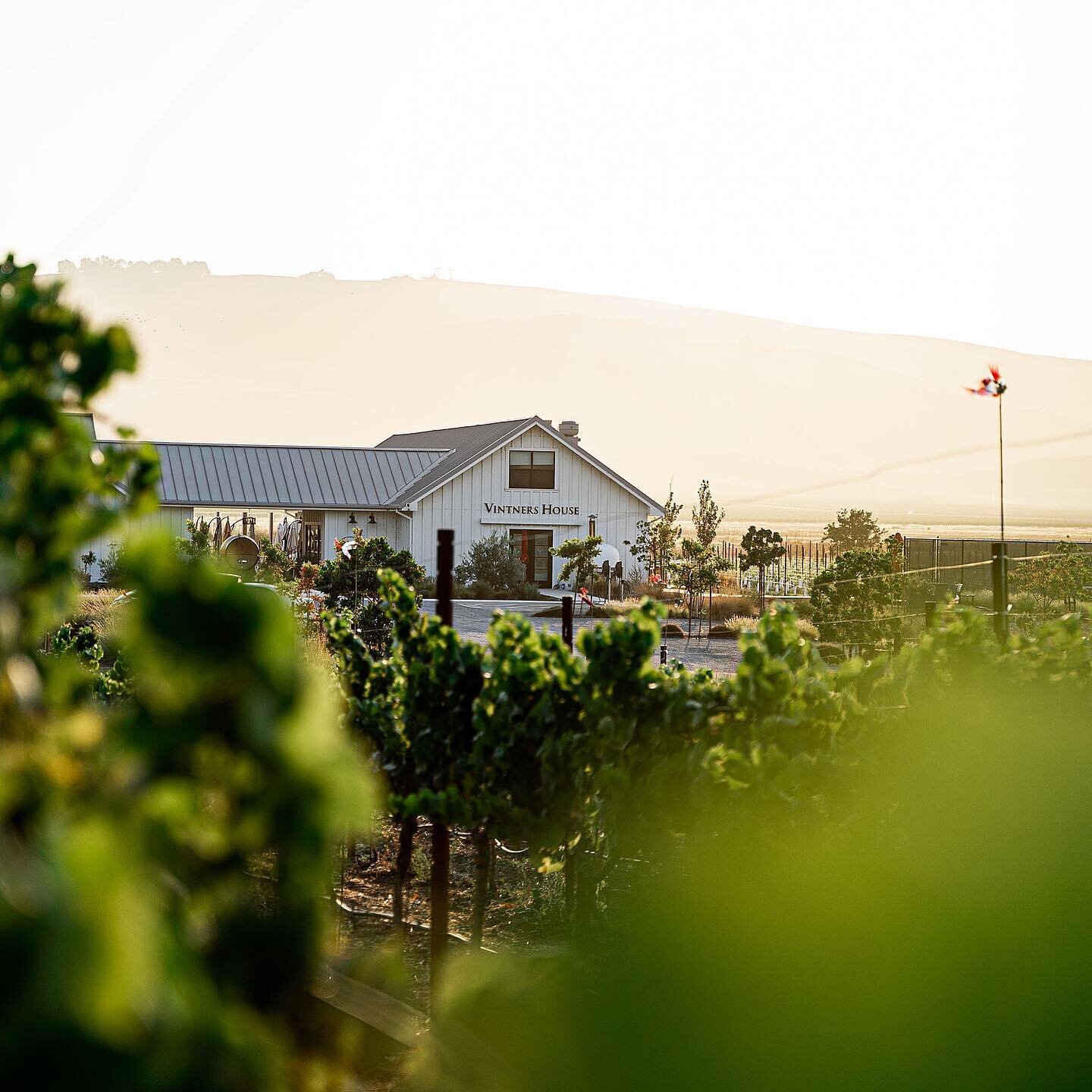 @anaba_wines glowing in that light 👌🏻

If you haven&rsquo;t visited this gorgeous winery in Sonoma, I highly recommend stopping by to see and taste the beauty!