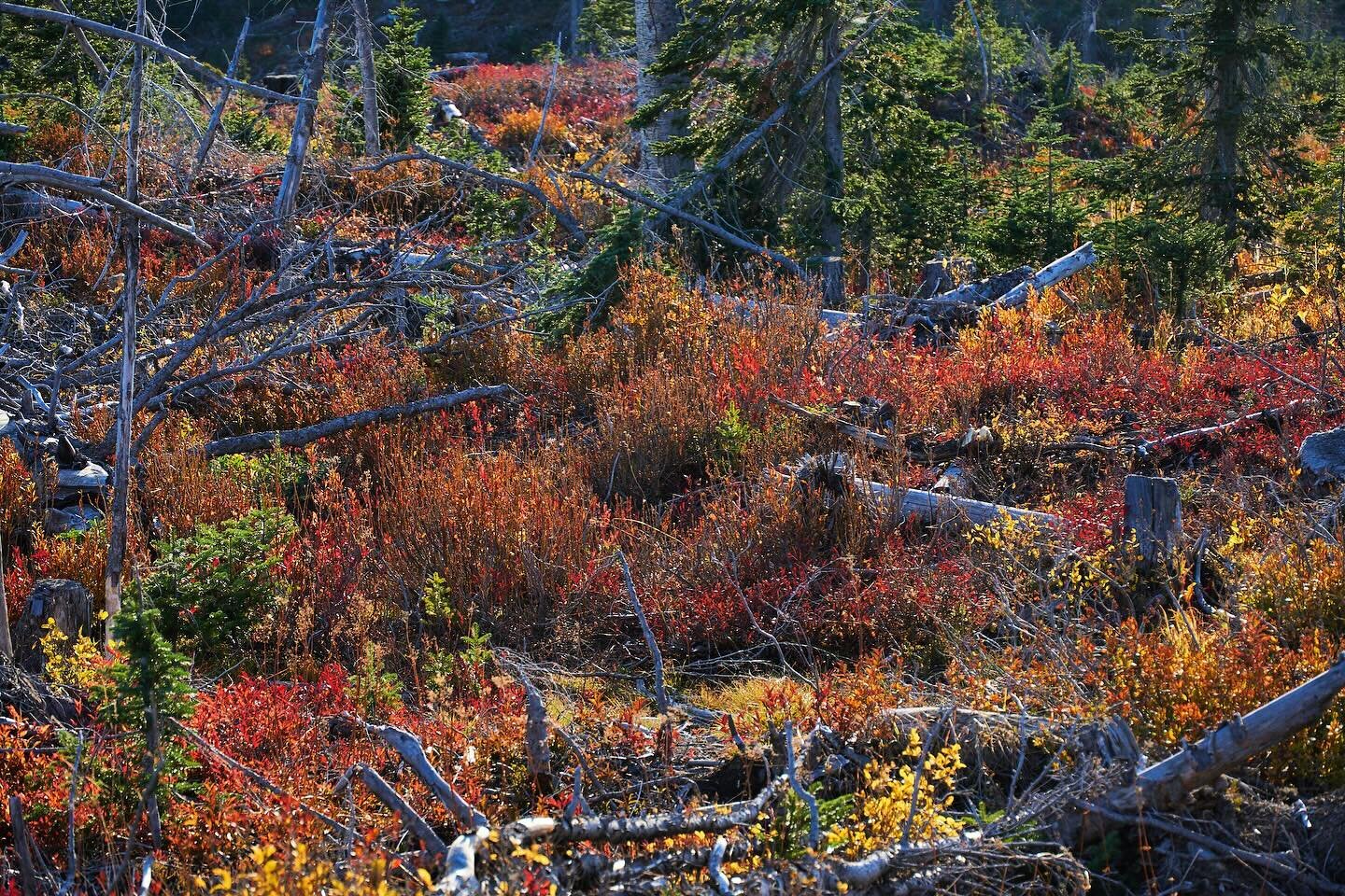 Moose hunt in colour #bc #hunting #moose #moosehunting #fieldtotable #fall #october #wild #mountains