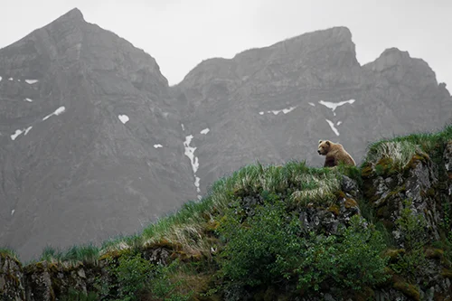 alaskabear3.jpg