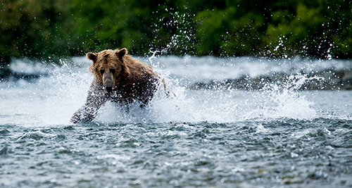 bearalaska.jpg