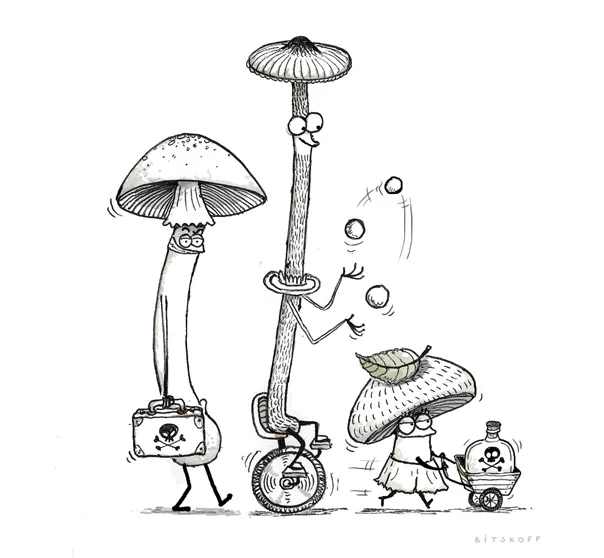 Poisonous Mushrooms. Amanita Ocreata. Conocybe Filaris. Amanita Phalloides.