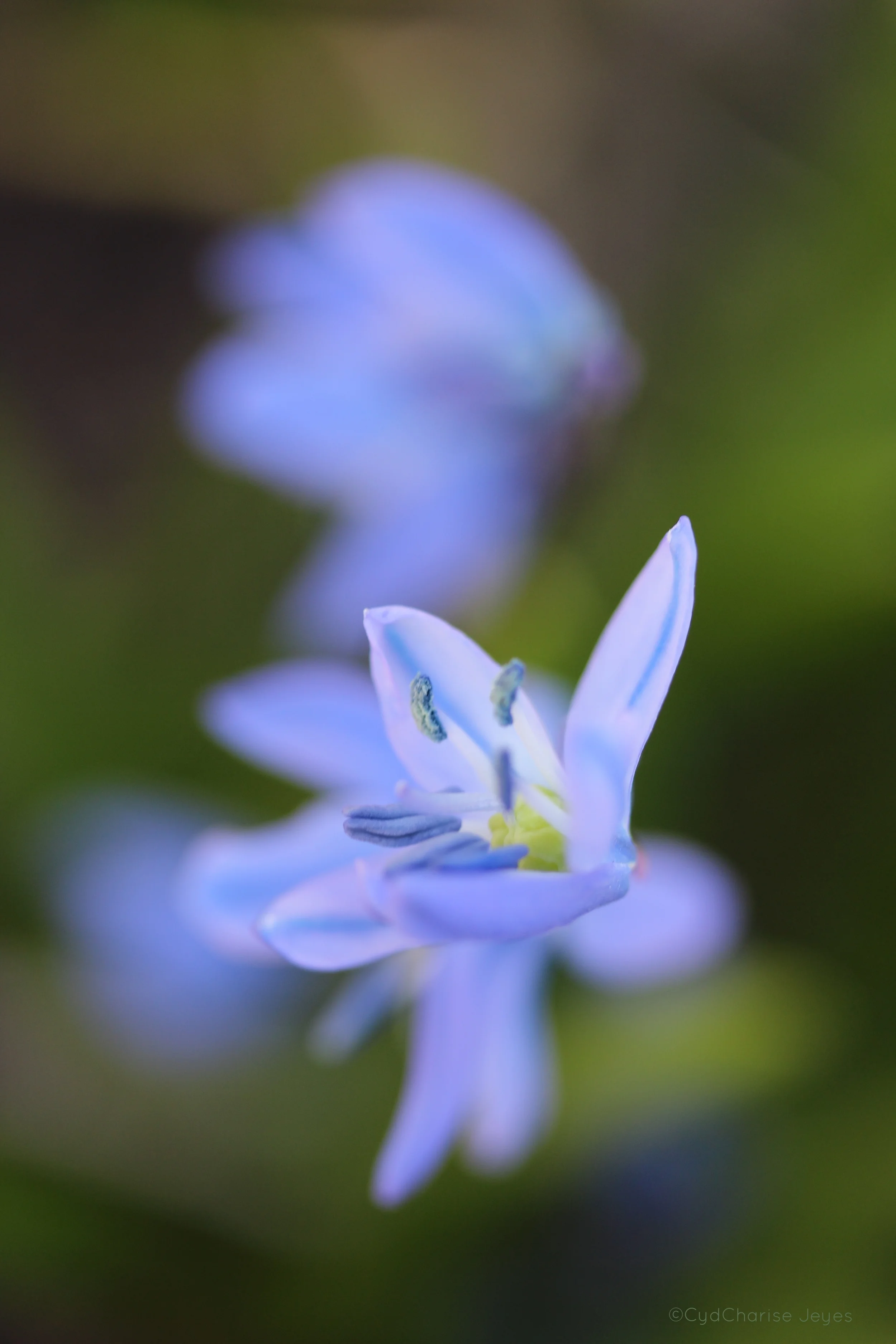 spring
