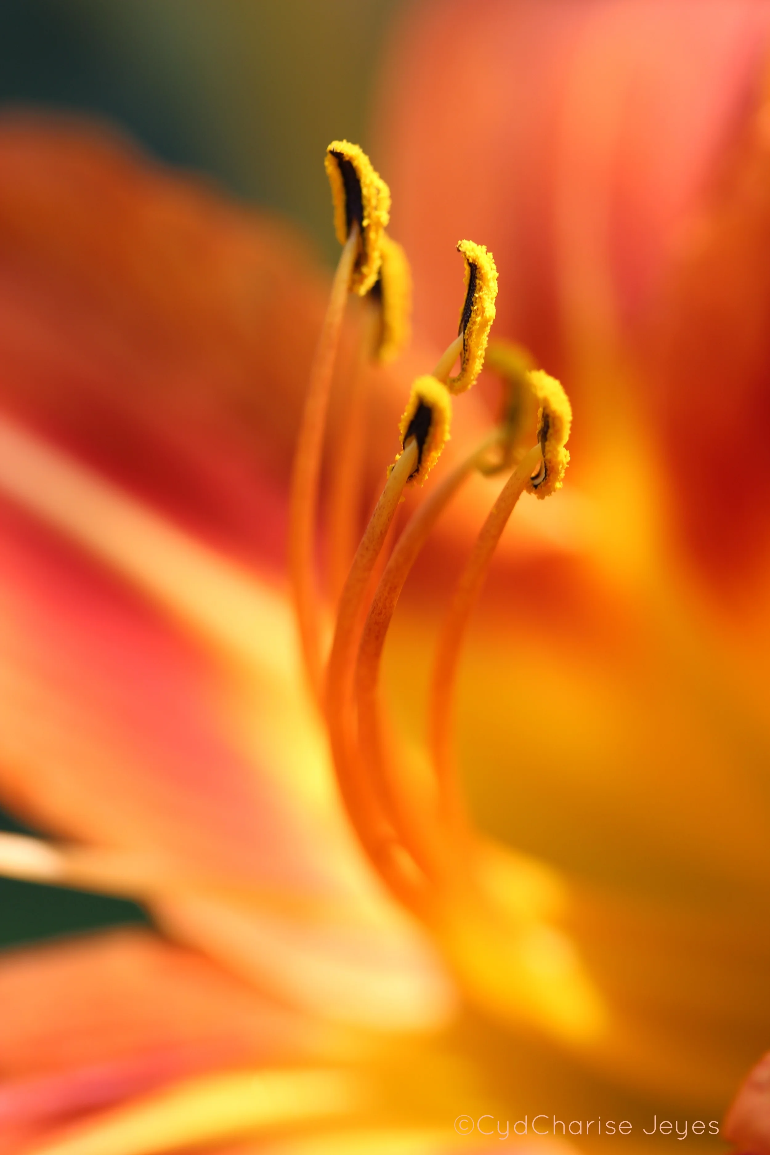 anthers
