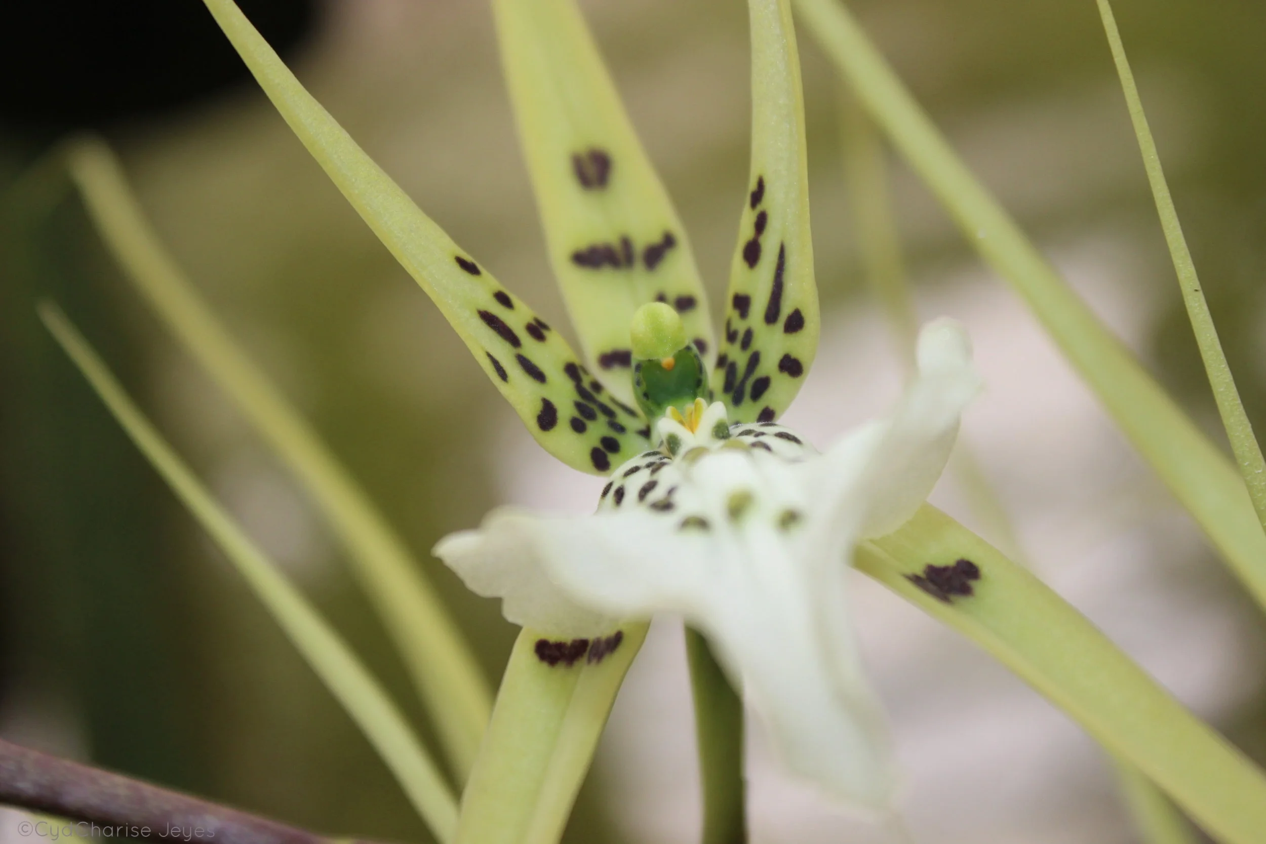 orquidea blanca.JPG