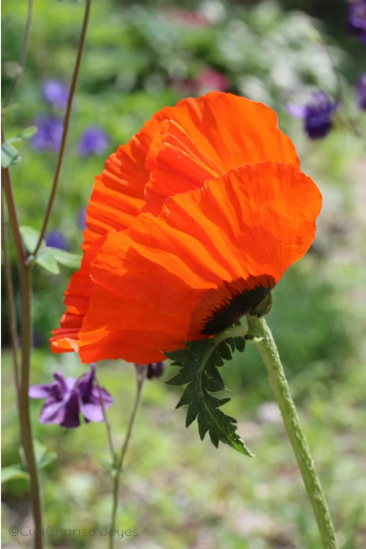 poppy bonnet.jpg