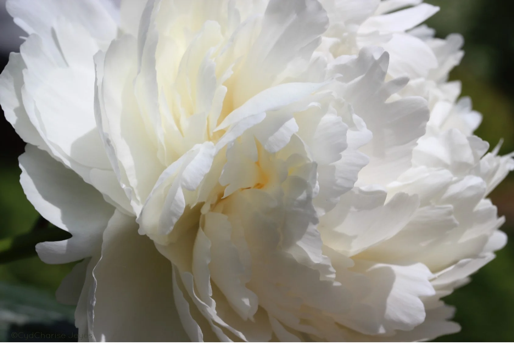 peony fluff.jpg
