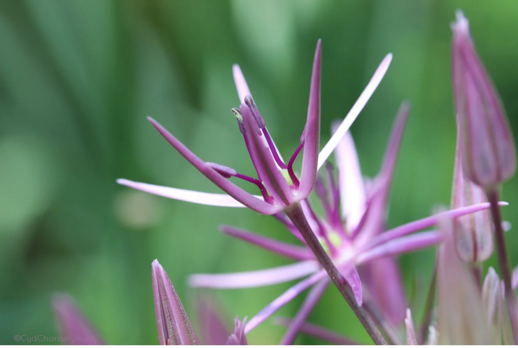 star allium.jpg