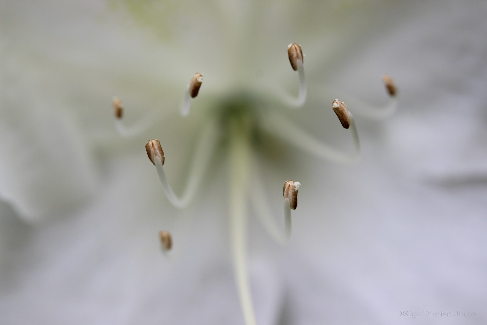 white pollen white azalea.jpg