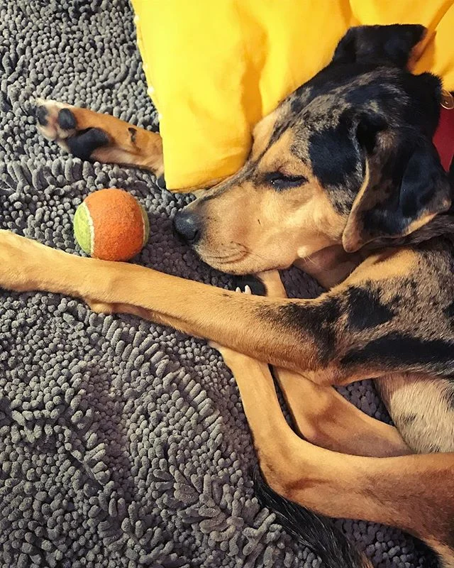 Assume nap position! #catahoulaleoparddog