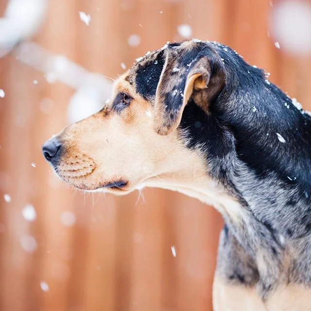 It's the most 👏🏼 wonderful 👏🏼 time 👏🏼 of the year (PEEING ON SNOW TIME!!!) #catahoula #catahoulaleoparddog