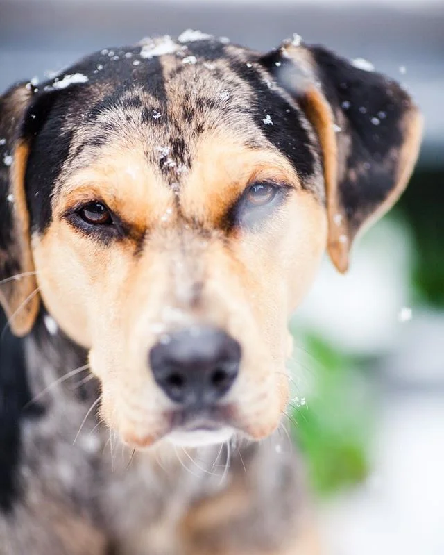 Eye spy #catahoula #catahoulaleoparddog