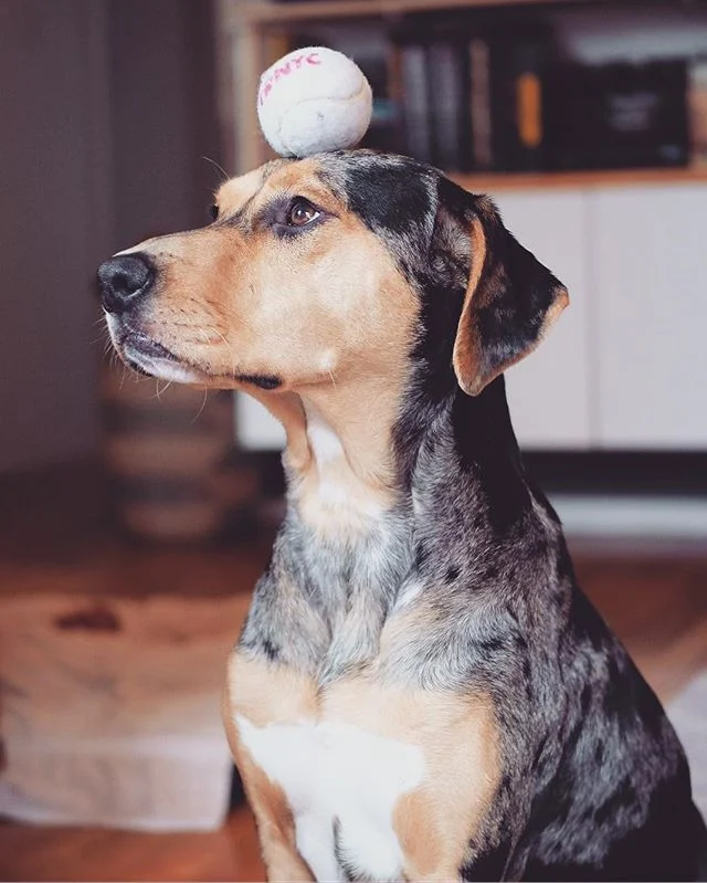 Rainy Sunday activities #catahoula #catahoulaleoparddog