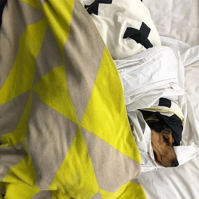 I&rsquo;m good at making the bed. #catahoula #catahoulaleoparddog #shhhimsleeping