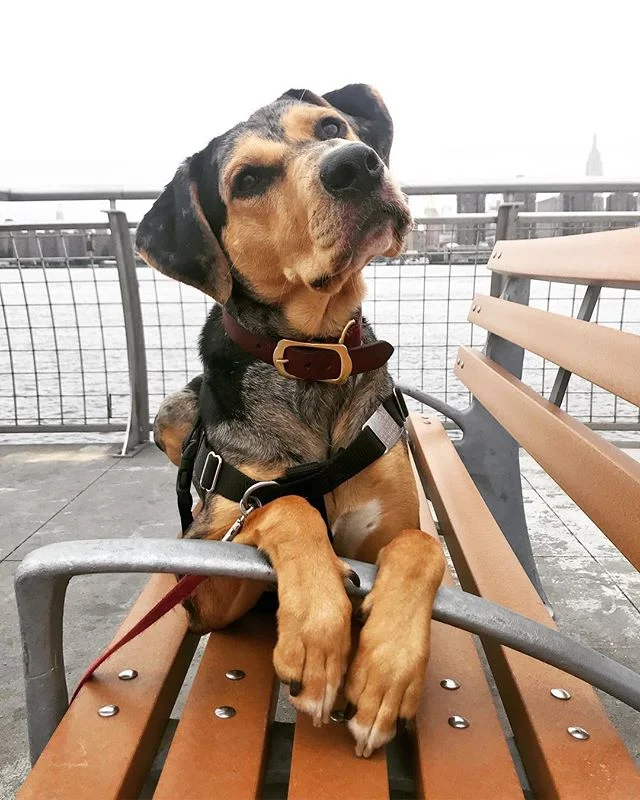 Will act cute 4 treats