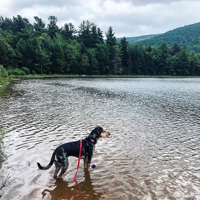 I like the shallow part. #catahoula #catahoulaleoparddog #upstate