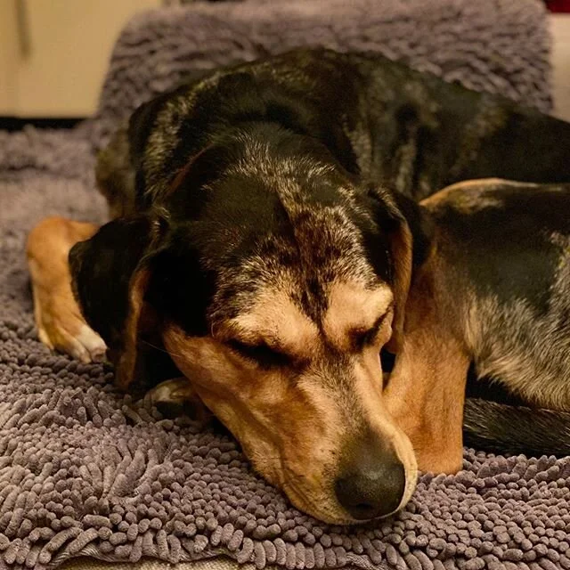 Staying Home (and dreaming of outside)