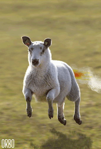 giphy (1).gif