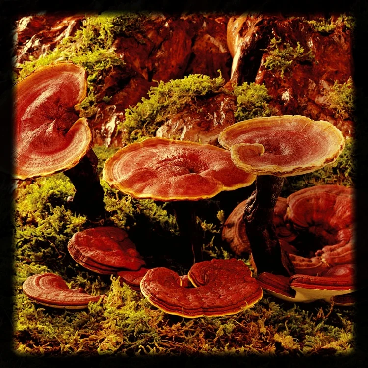Red Reishi Cropped.jpg