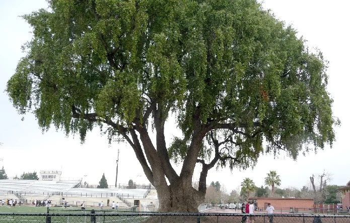 Biggest Tree in Mountain View 