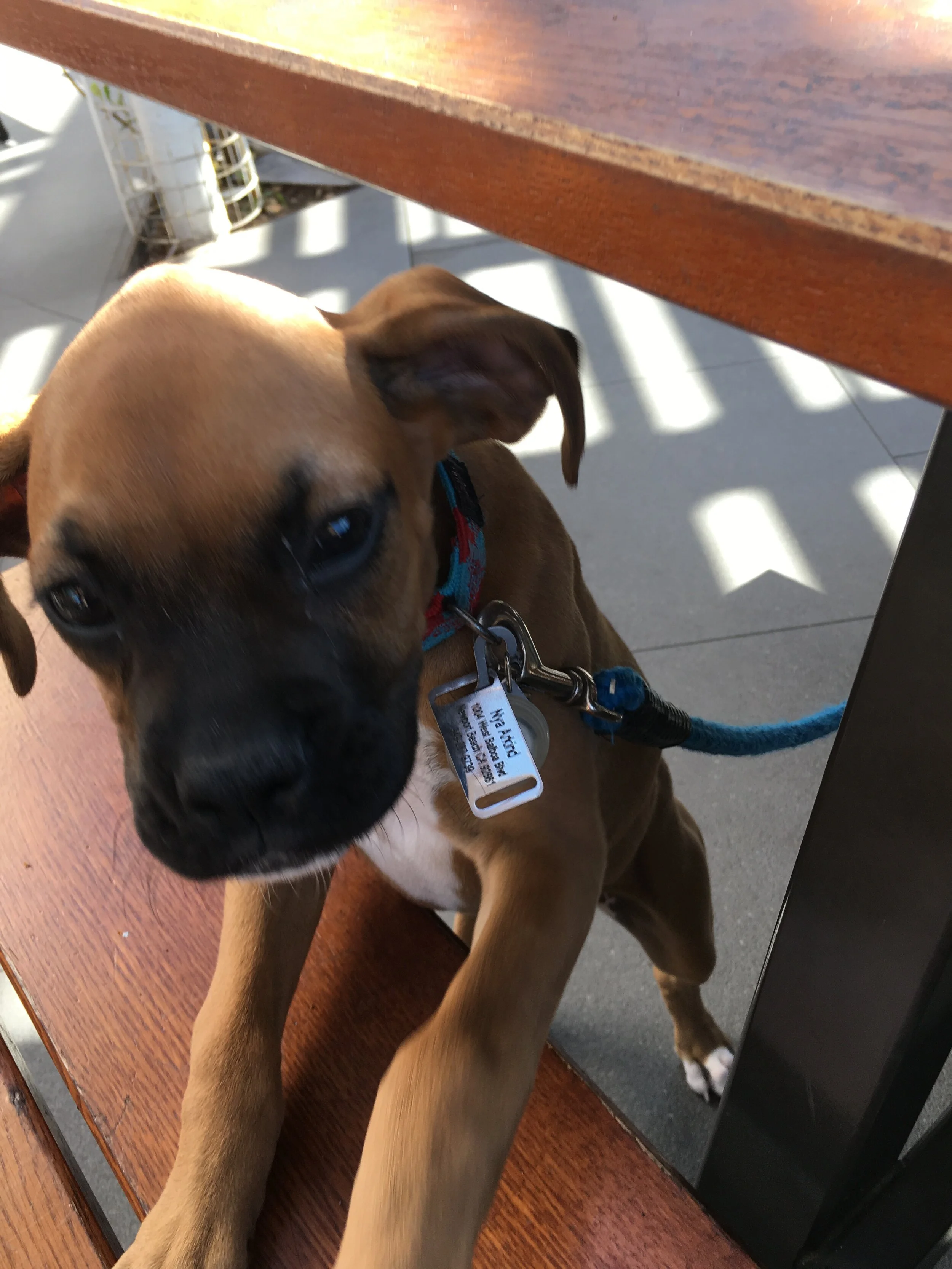 SEPTEMBER  |  Shake Shack, West Hollywood