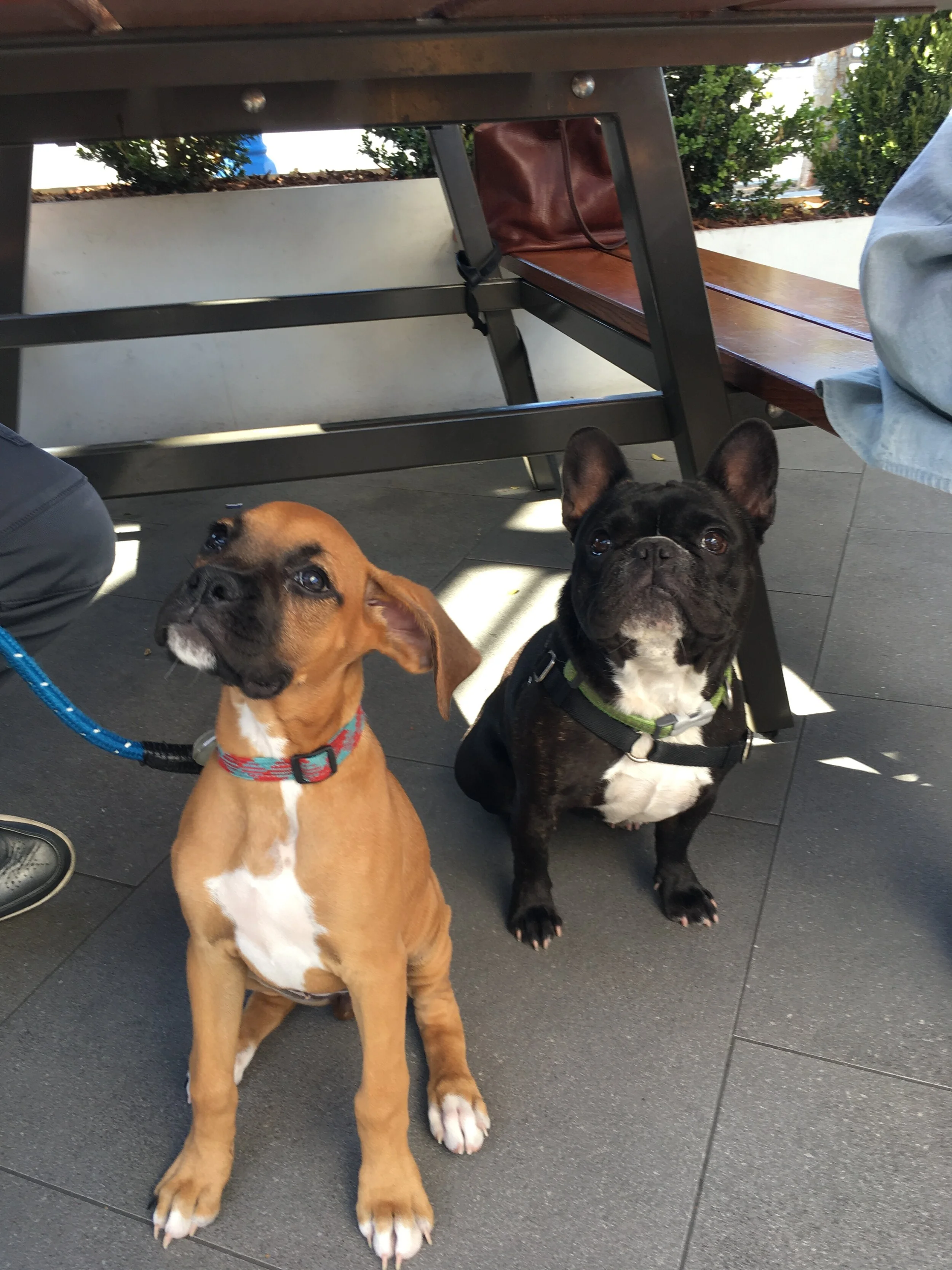 SEPTEMBER  |  Shake Shack, West Hollywood