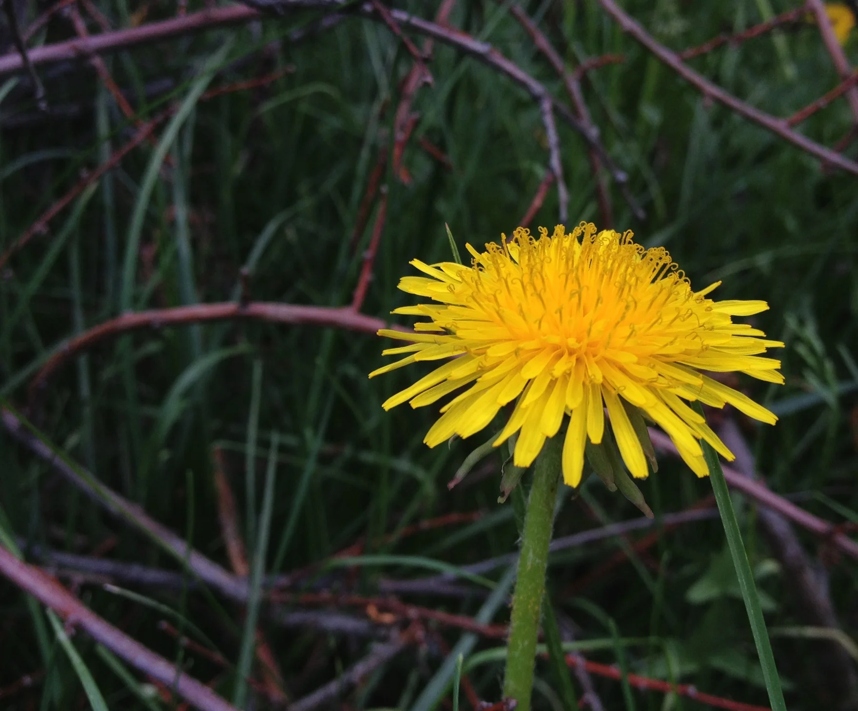  Dandylions are difficult to take pictures of because the yellow on yellow provides little distinguishable contrast. The best way to photograph them, I've learned, is to get on their level instead of from above. 
