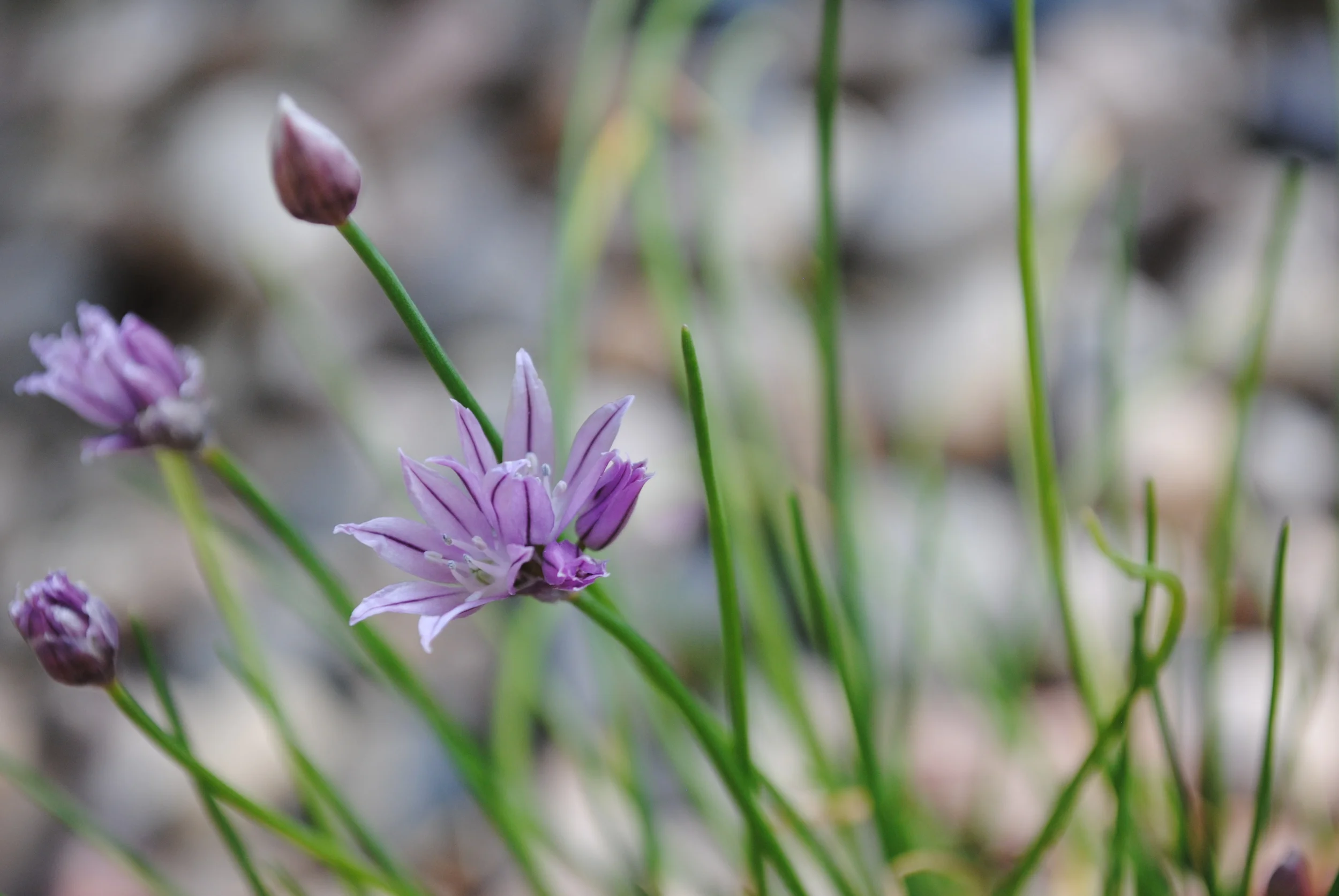  The leading lines and use of aperture help to frame this photo. I'm proud of the depth of field that you can see even with a small f-stop. 
