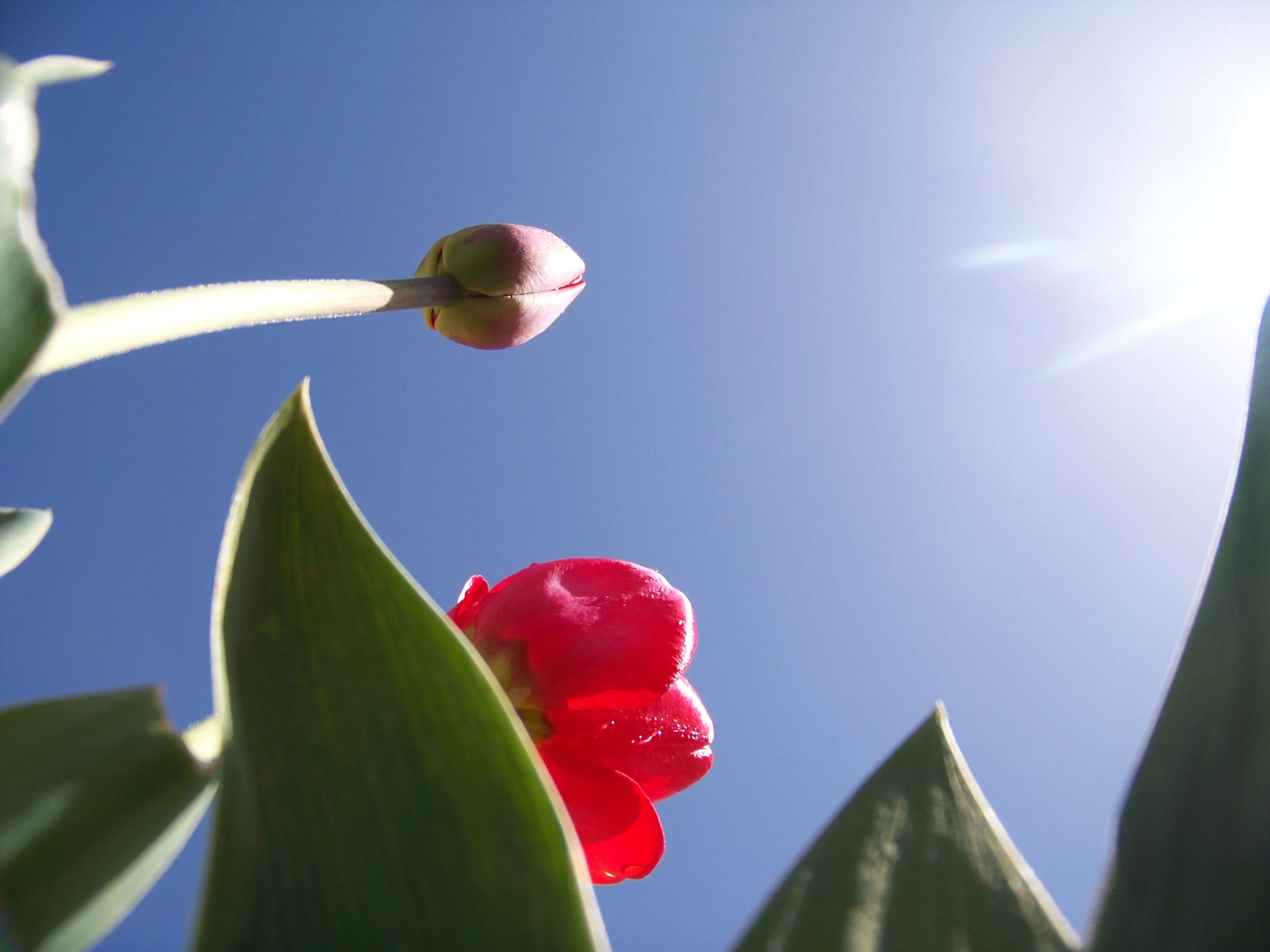  I think that getting down in the mud with flowers and bugs can prove to make great photos. 