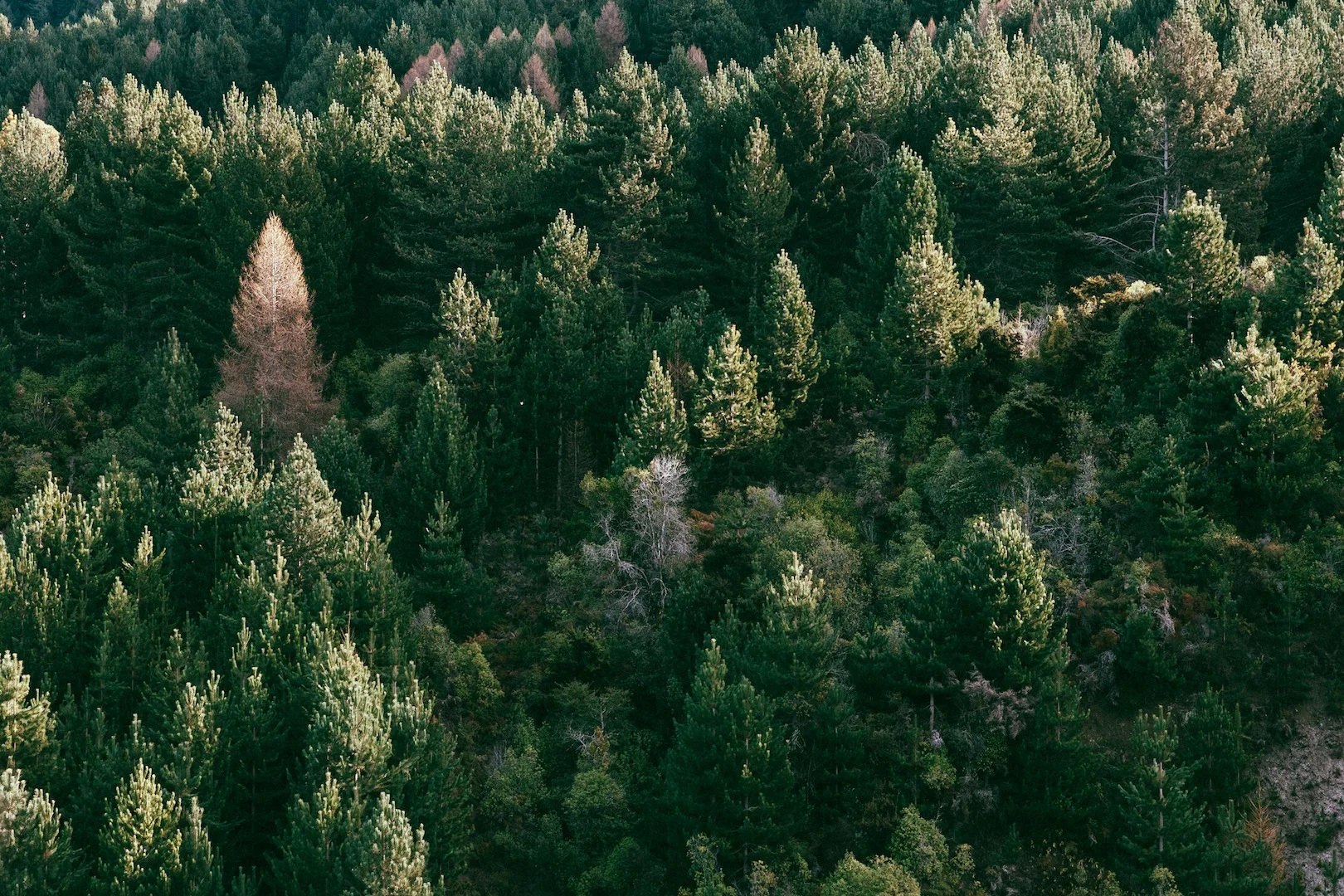 photography : Brook James
