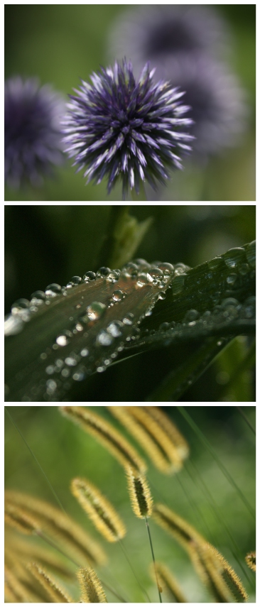 When I first began my photography, I told myself, and everyone else, that I ONLY wanted to take pictures of nature and animals. 