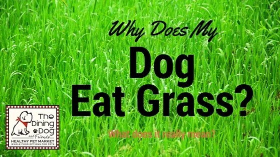 Why Does My Dog Eat Grass?