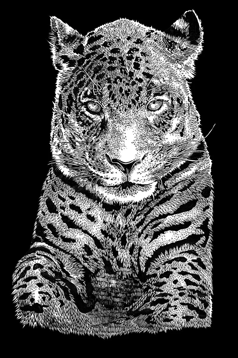 leopard.jpg