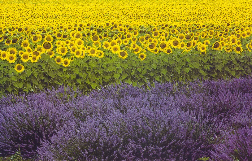 lavender.jpg