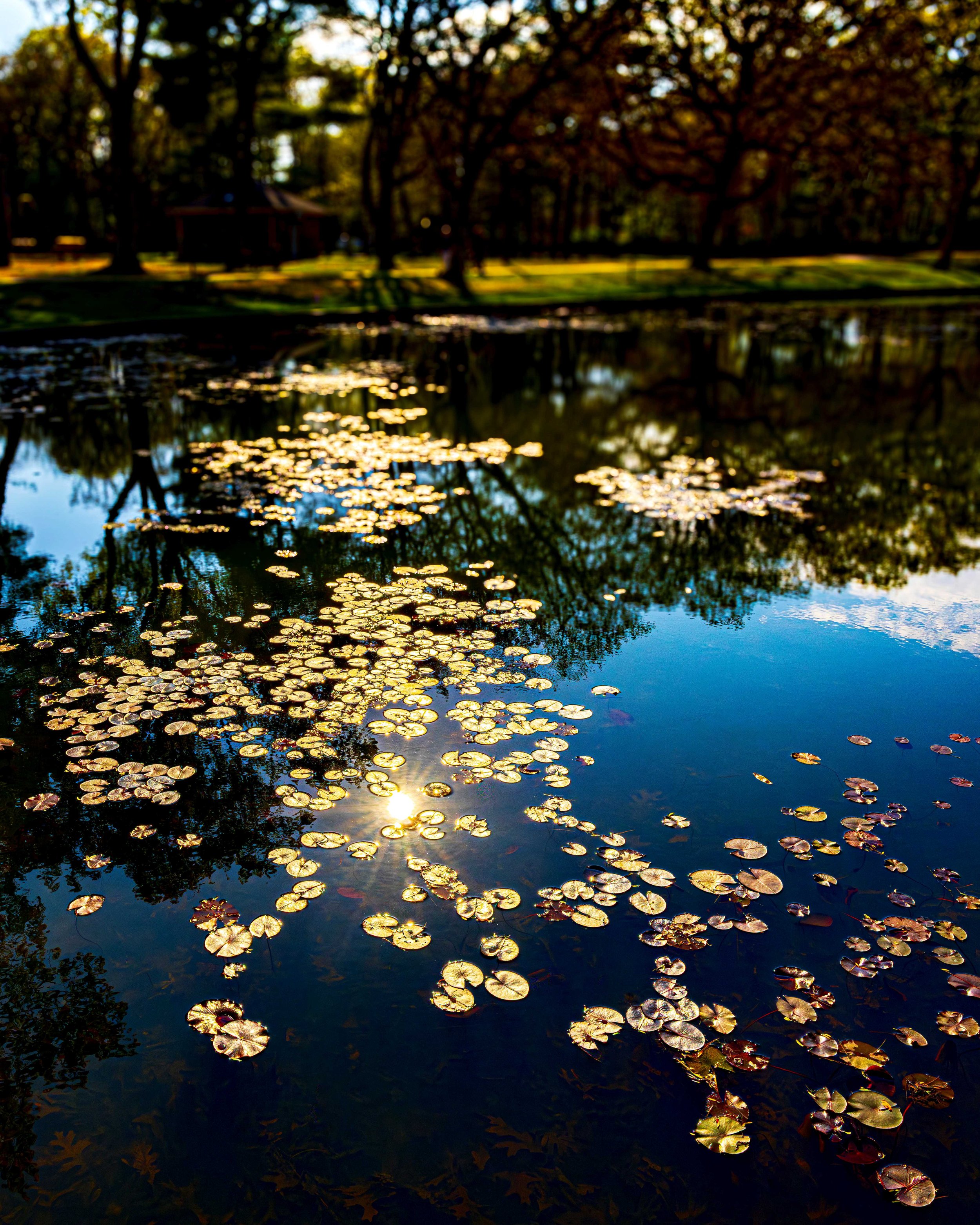 Golden Pond_1.jpg