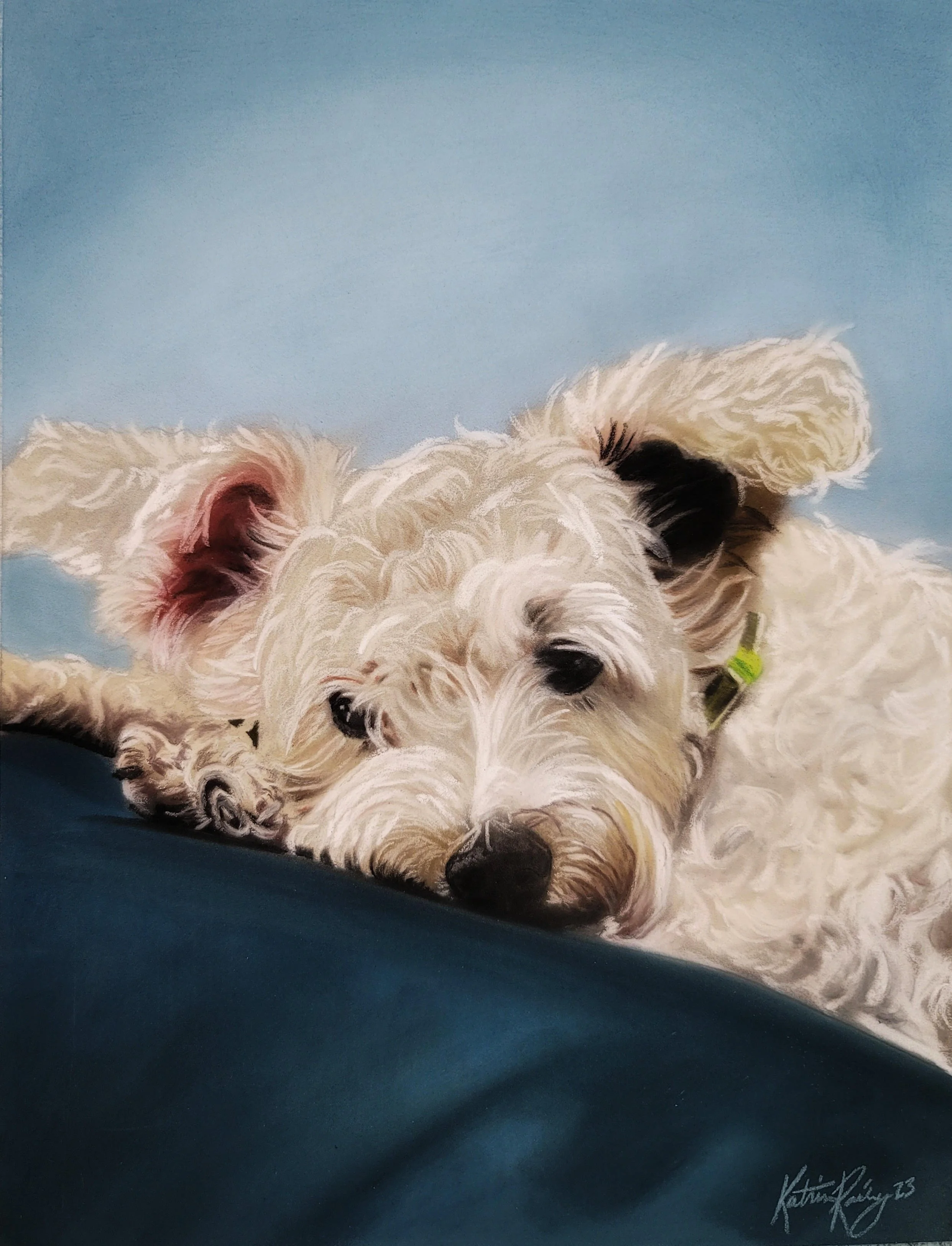 PET PORTRAITS — Katrina Rainey