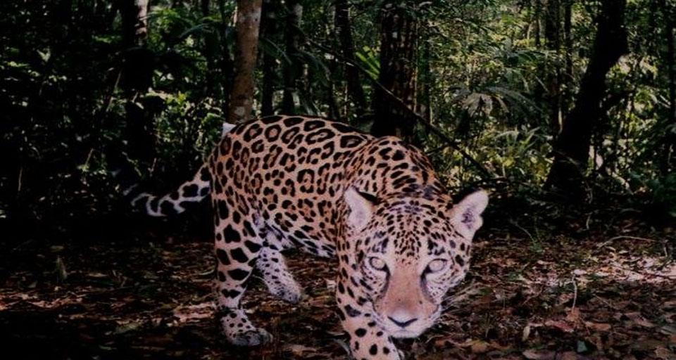 Jaguar -Panthera onca.jpg