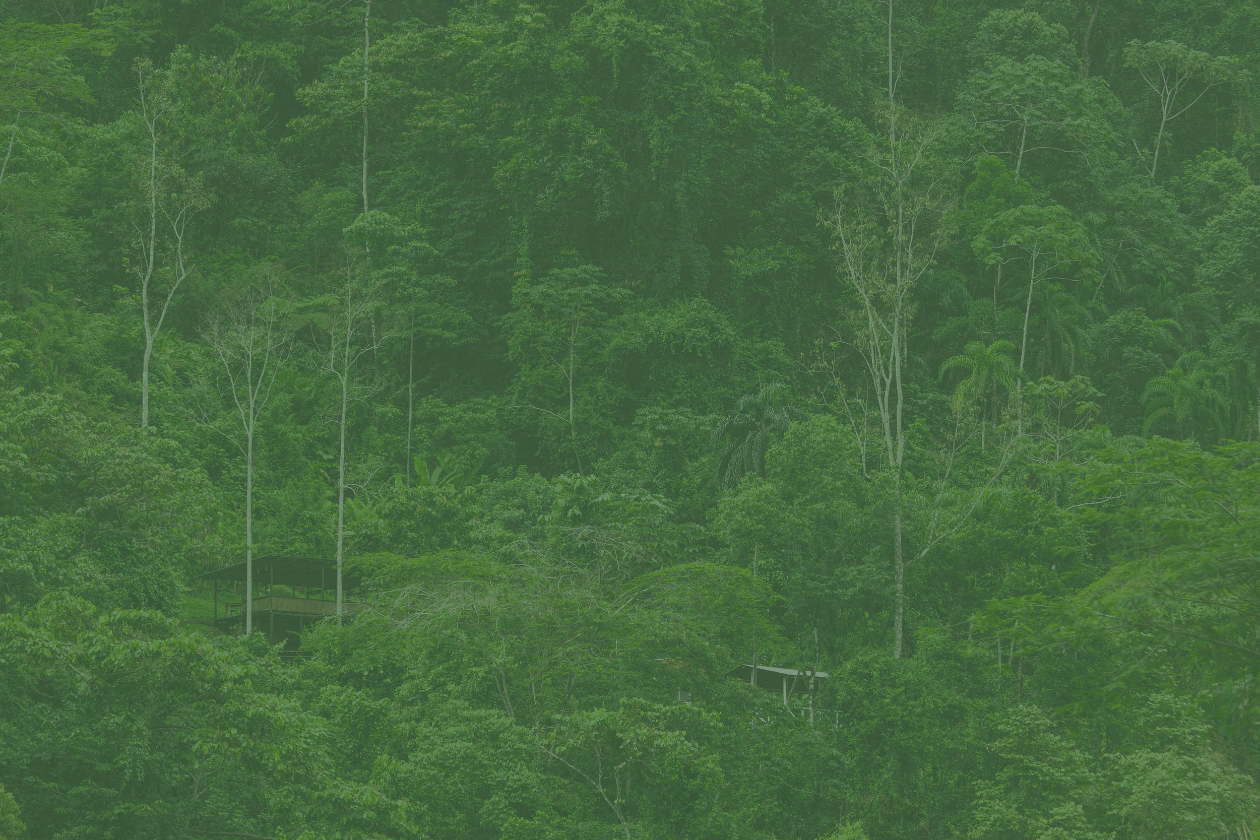 taja bottom banner.jpg